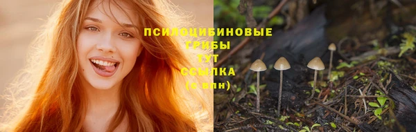 прущие грибы Новозыбков