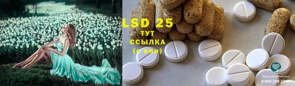 прущие грибы Зерноград